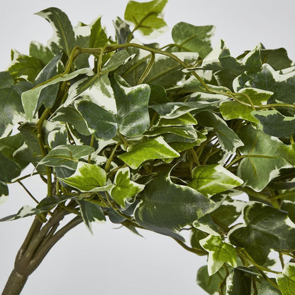 Verigated Sage Ivy Hanging Bush X 10