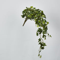 Verigated Sage Ivy Hanging Bush X 10