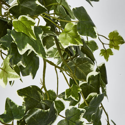 Verigated Sage Ivy Hanging Bush X 10