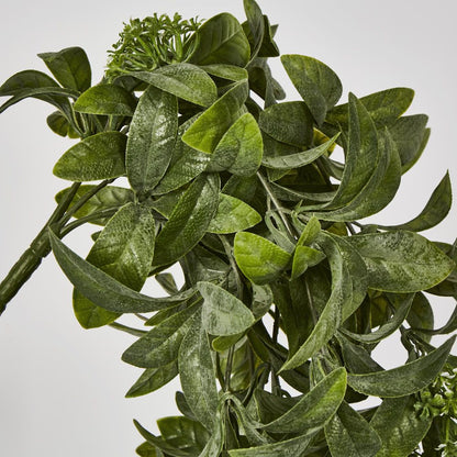 Osmanthus Hanging Bush With White Flower