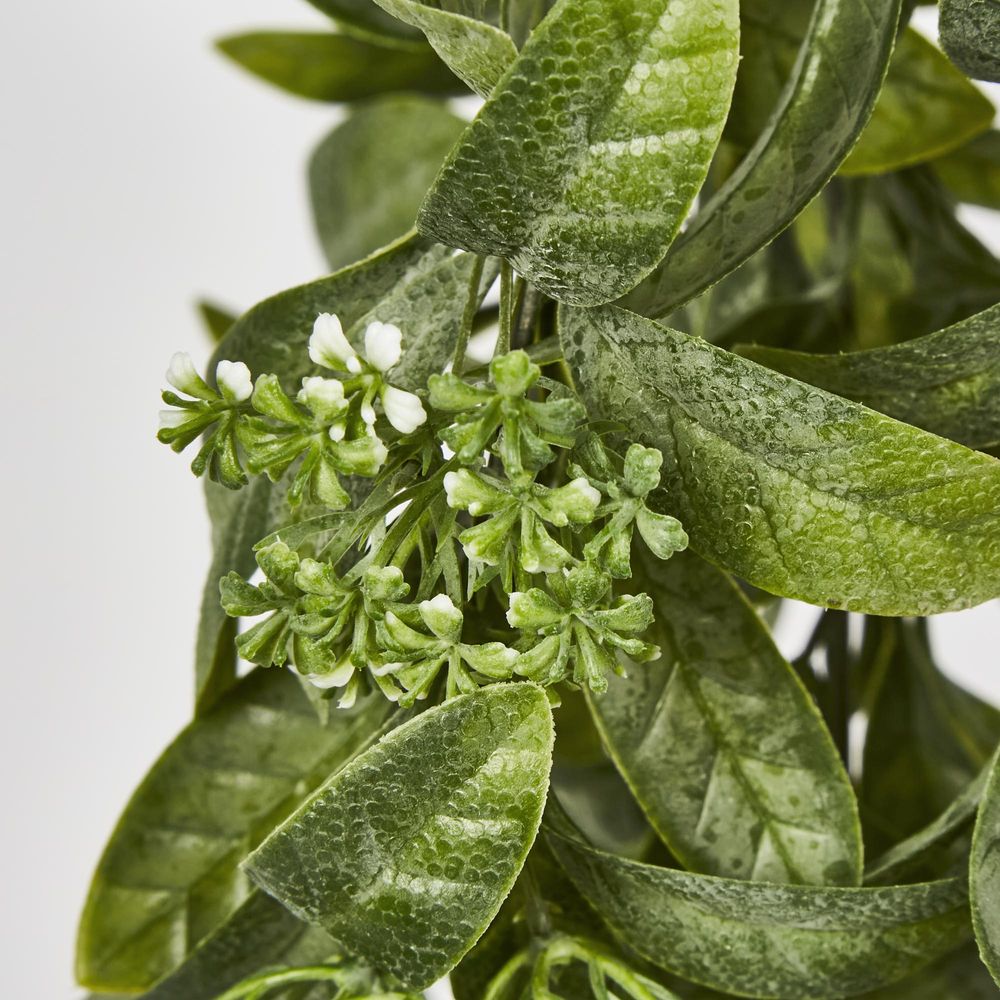 Osmanthus Hanging Bush With White Flower