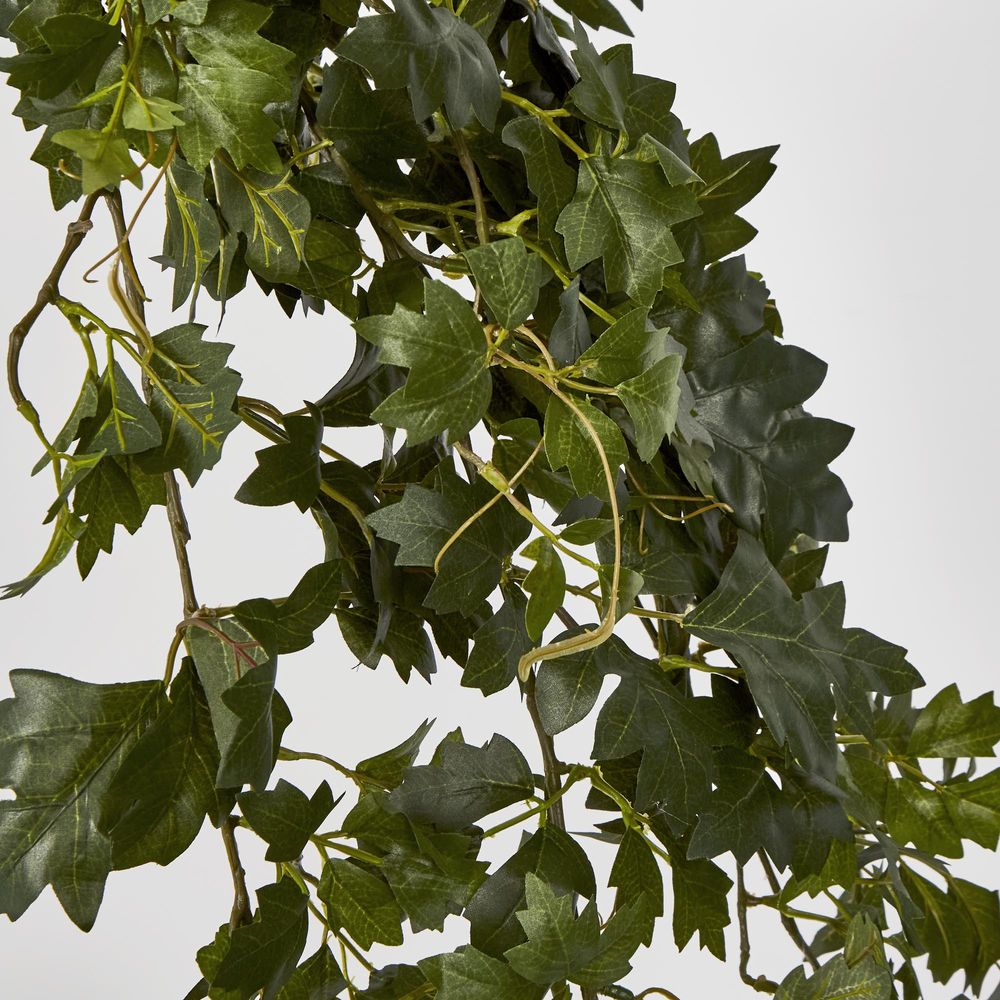 Hanging Green Grape Ivy X12 699 Leaves