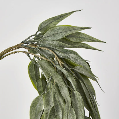 Hanging Eucalyptus Bush With Seeds