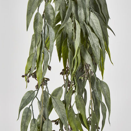 Hanging Eucalyptus Bush With Seeds