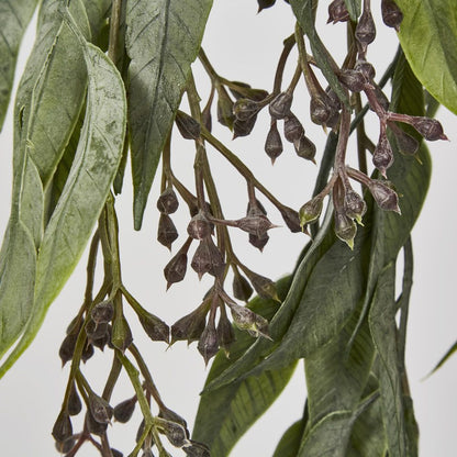 Hanging Eucalyptus Bush With Seeds