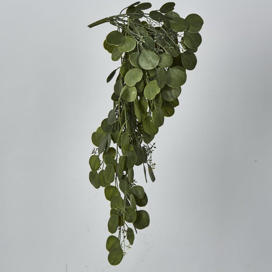 Hanging Green Eucalyptus Leaf Bush