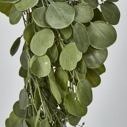 Hanging Green Eucalyptus Leaf Bush