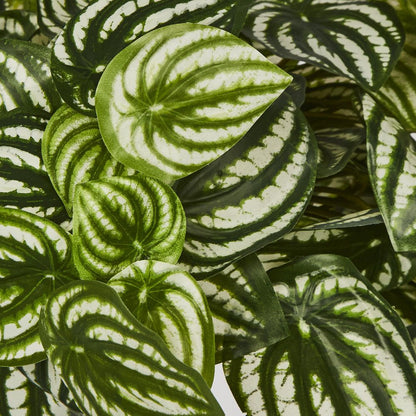 Green White Watermelon Peperomia Hanging Bush X 12 108 Leaves