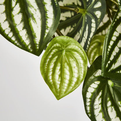 Green White Watermelon Peperomia Hanging Bush X 12 108 Leaves