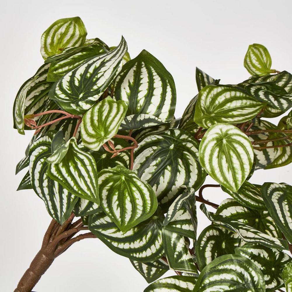Green White Watermelon Peperomia Hanging Bush X 15 137 Leaves