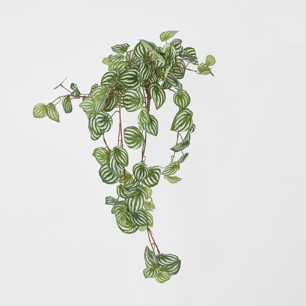 Green White Watermelon Peperomia Hanging Bush X 15 137 Leaves