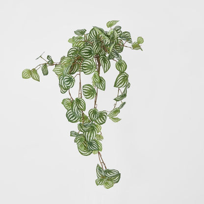 Green White Watermelon Peperomia Hanging Bush X 15 137 Leaves
