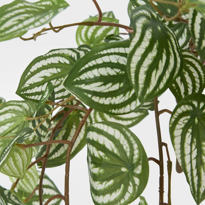 Green White Watermelon Peperomia Hanging Bush X 15 137 Leaves