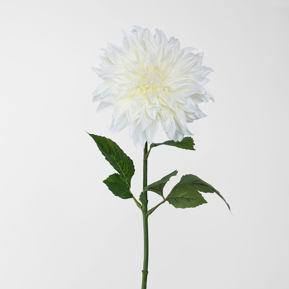 白色大丽花