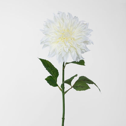 白色大丽花