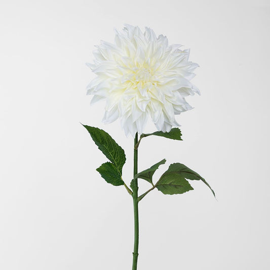 白色大丽花