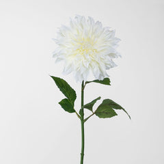 白色大丽花