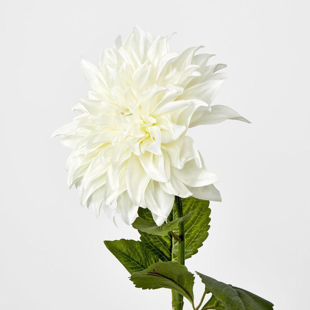 白色大丽花