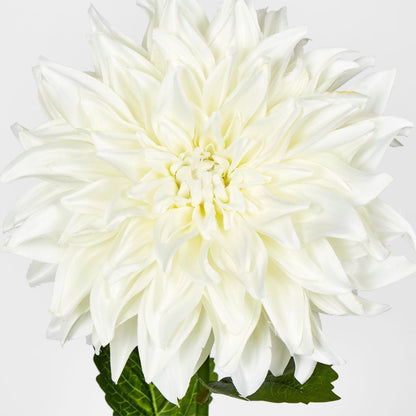 White Dahlia