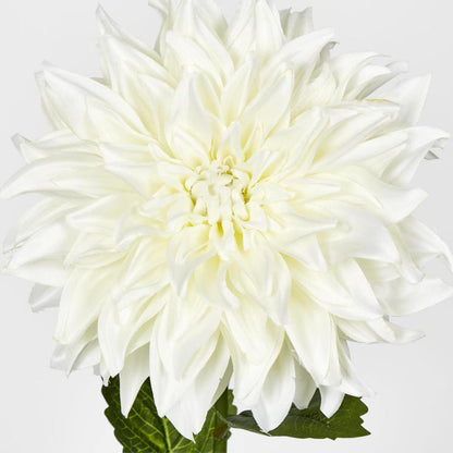 白色大丽花