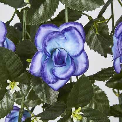 Hanging Roses