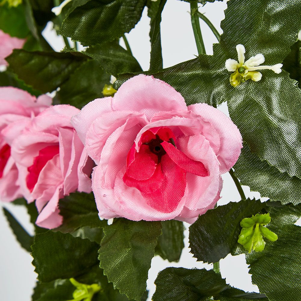 Hanging Roses