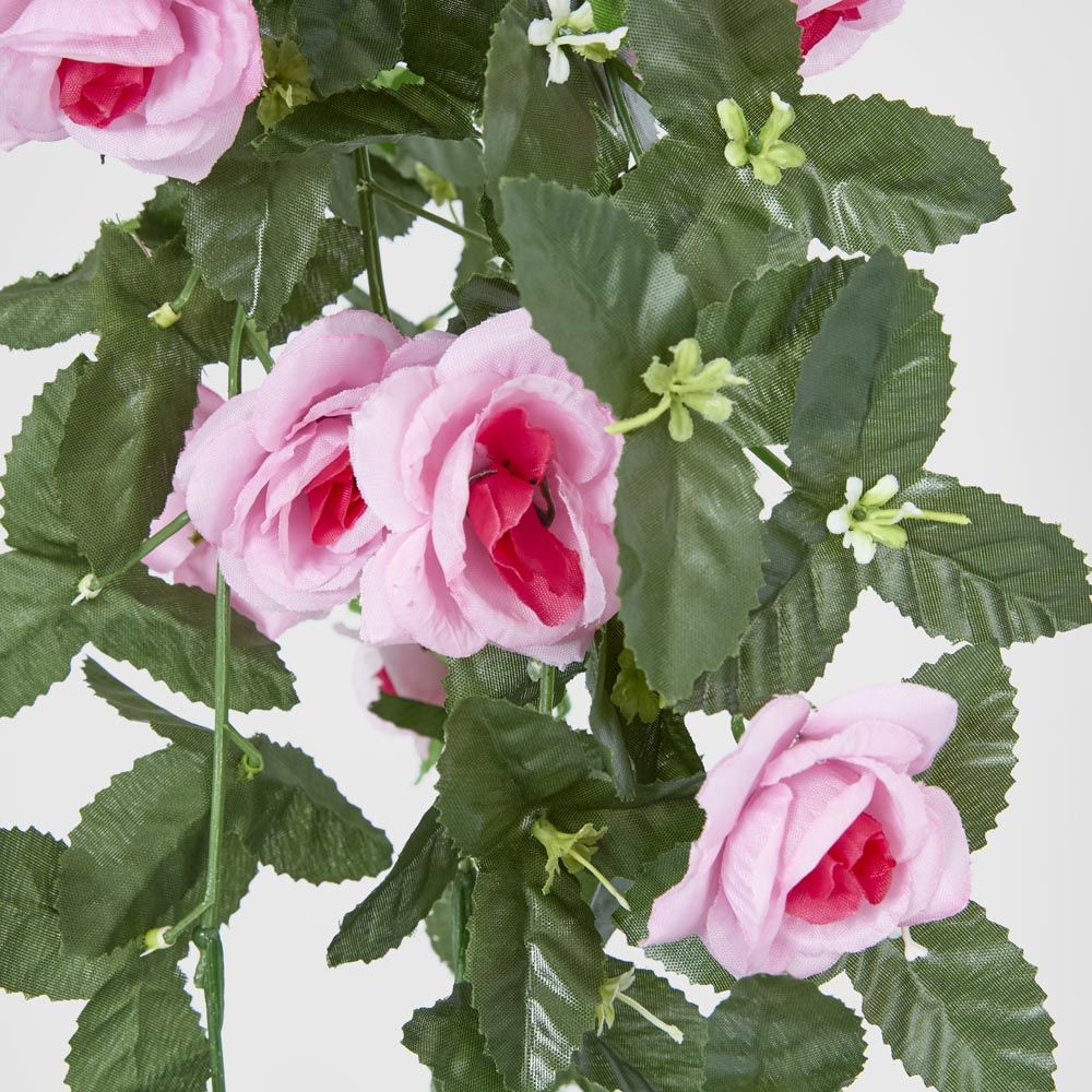Hanging Roses