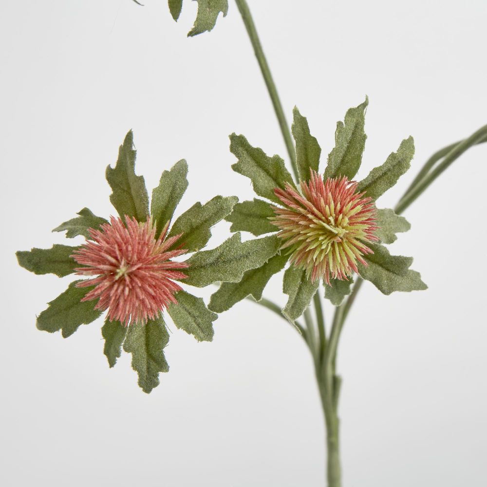 Red Green Thistle Spray X 5