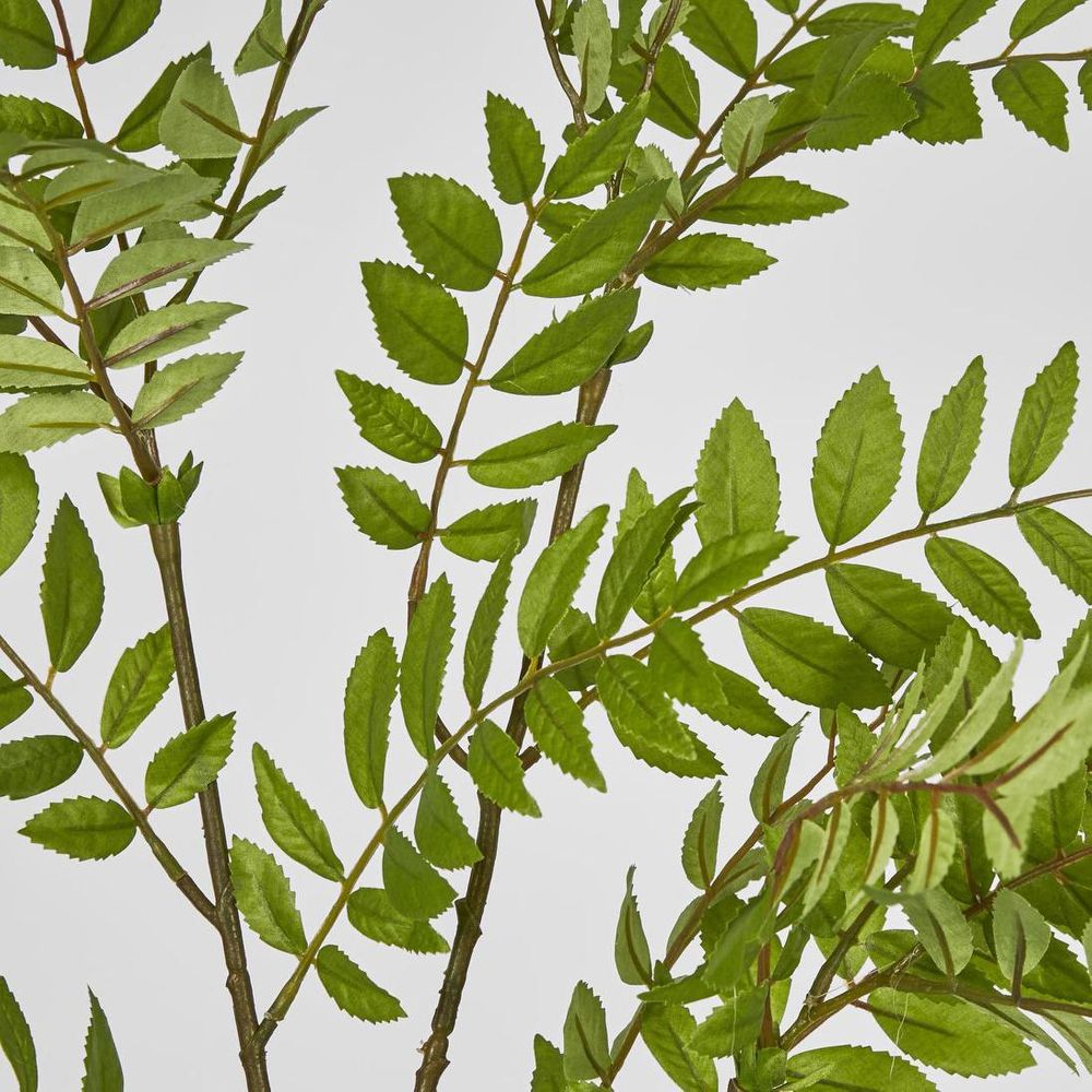 Sorbus Leaf Spray 108Cm