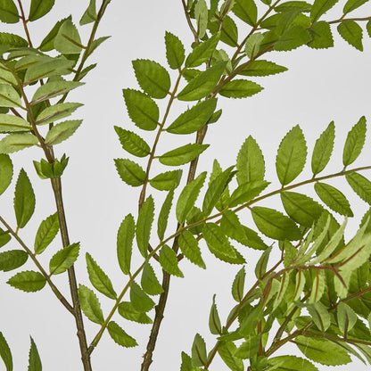 Sorbus Leaf Spray 108Cm