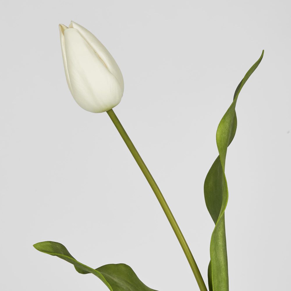 Soft Touch Tulip Stem White