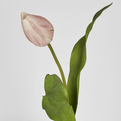 Soft Touch Tulip Stem Light Pink