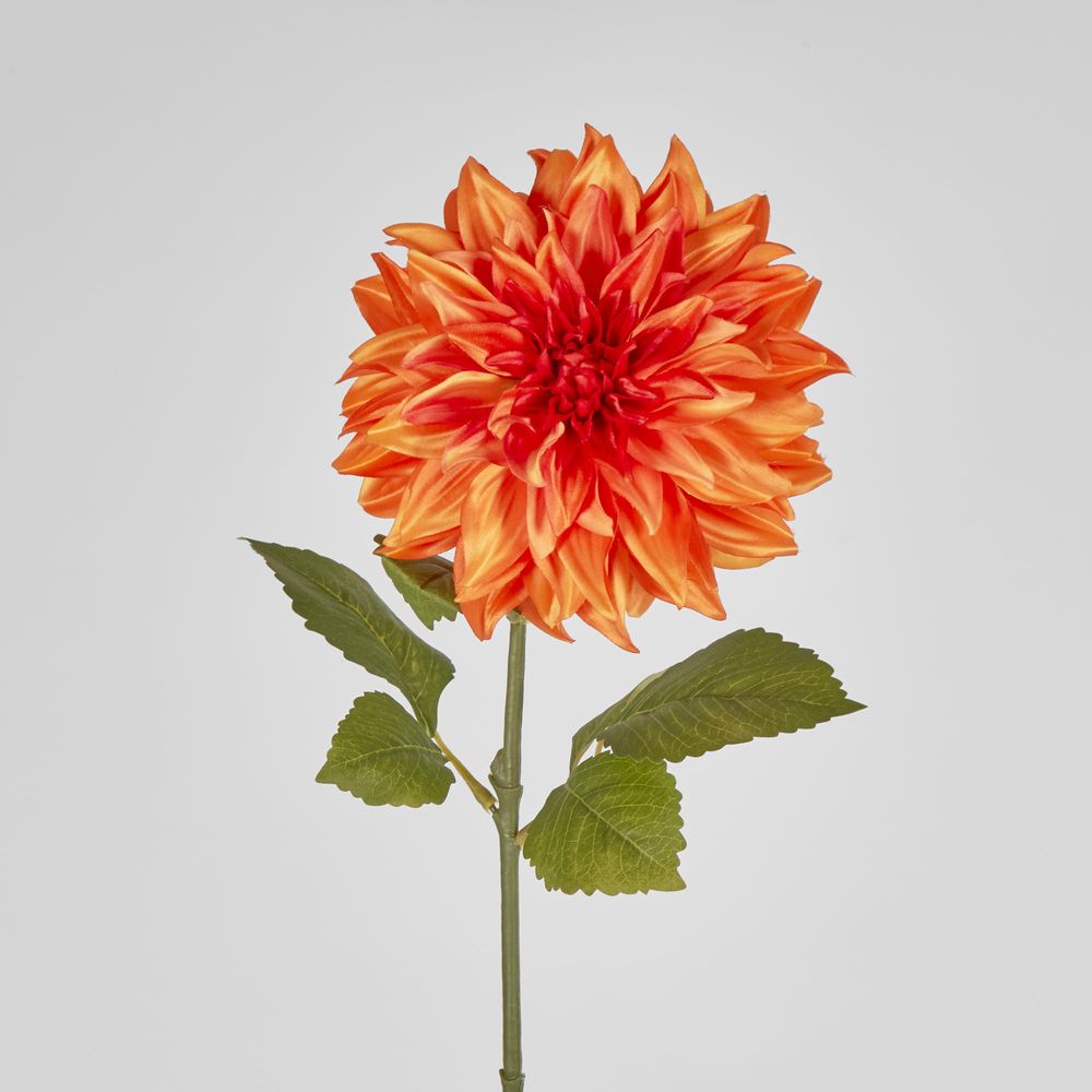 Orange Dahlia