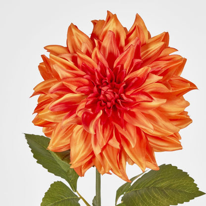 Orange Dahlia