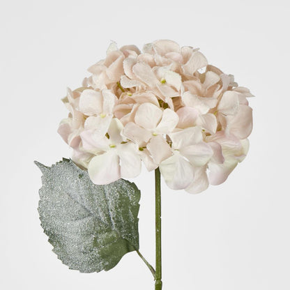 Snow Covered Pink Christmas Hydrangea With 2 Leaves