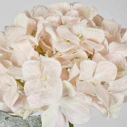 Snow Covered Pink Christmas Hydrangea With 2 Leaves