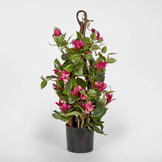 61Cm Climbing Pink Bougainvillea In Pot