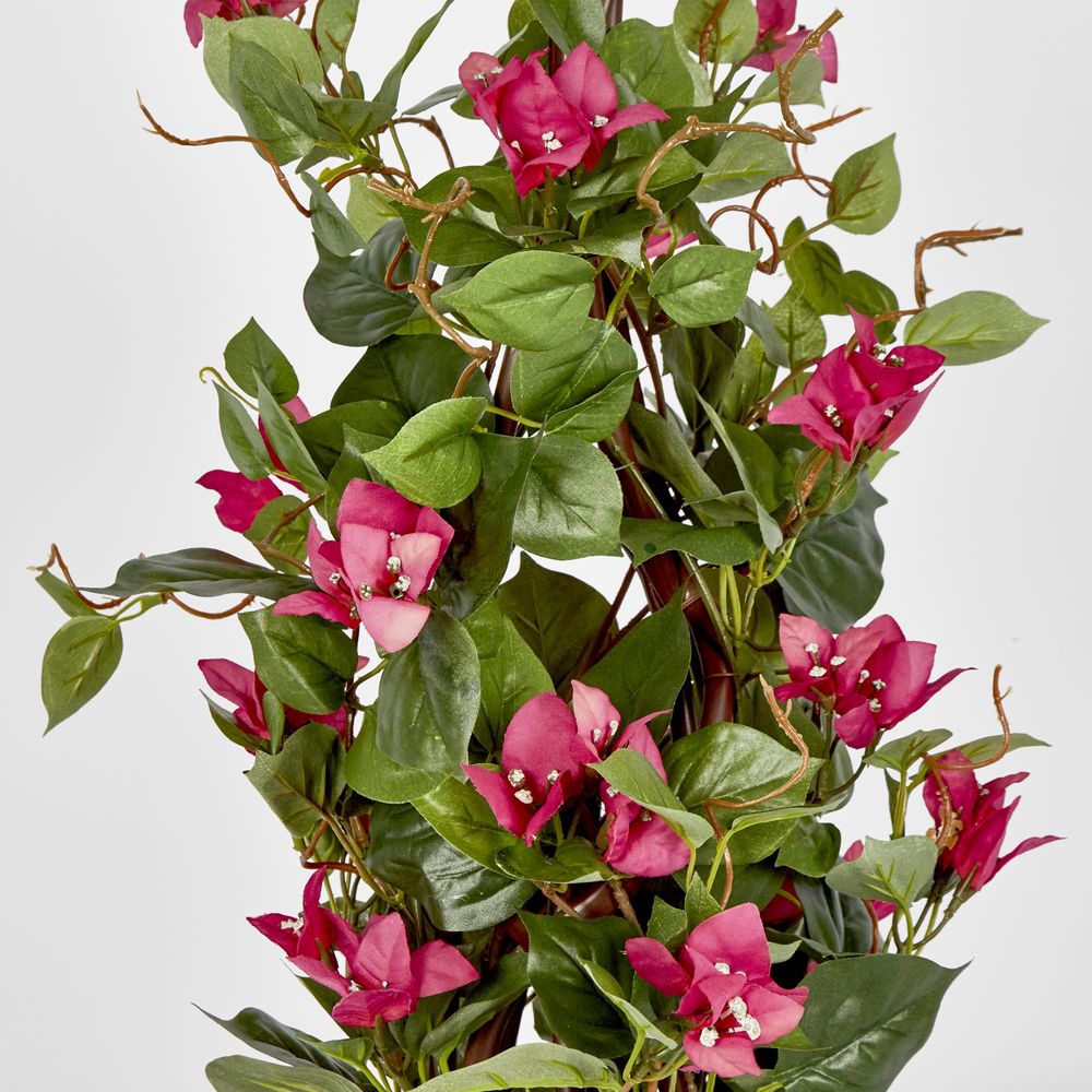 61Cm Climbing Pink Bougainvillea In Pot