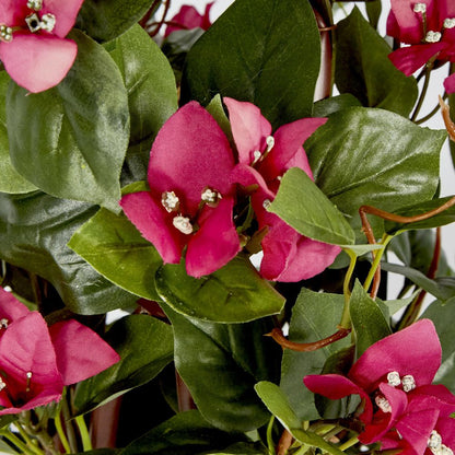 61Cm Climbing Pink Bougainvillea In Pot