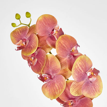 Phalaenopsis Orchid