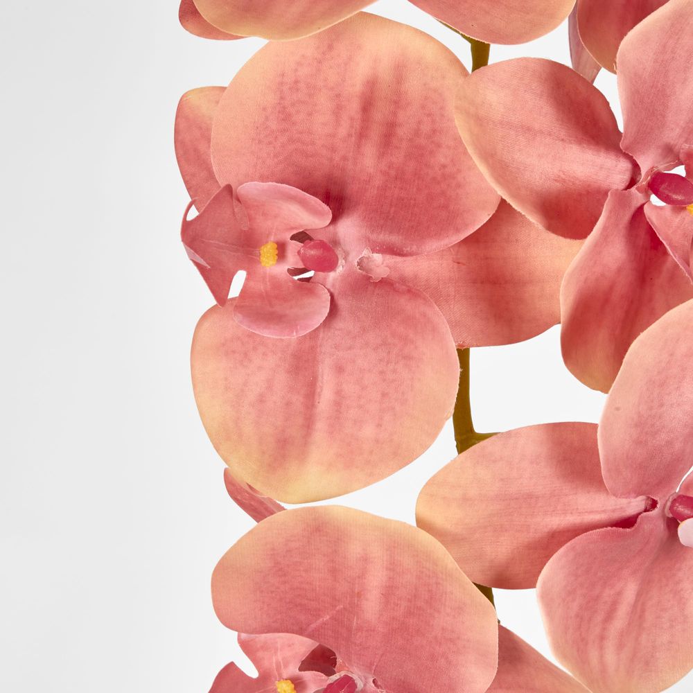 Phalaenopsis Orchid