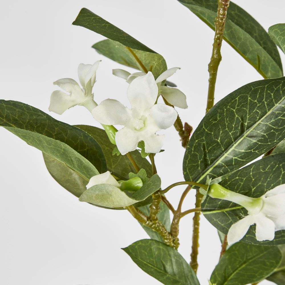 Stephanotis