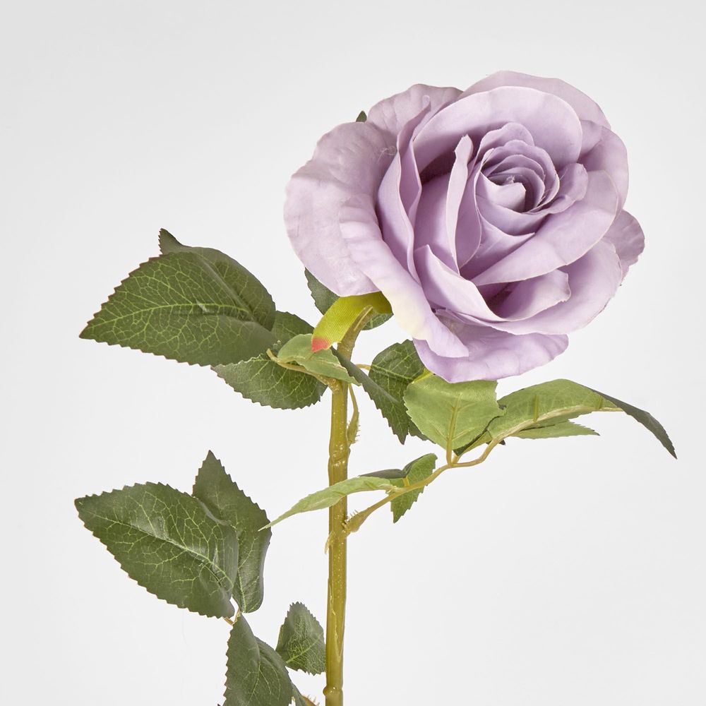 Lilac Purple Open Rose Stem 68Cm