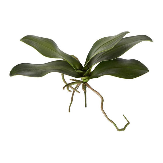 Orchid Leaf 30Cm