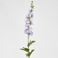 Bella Single Head Delphinium Lavender