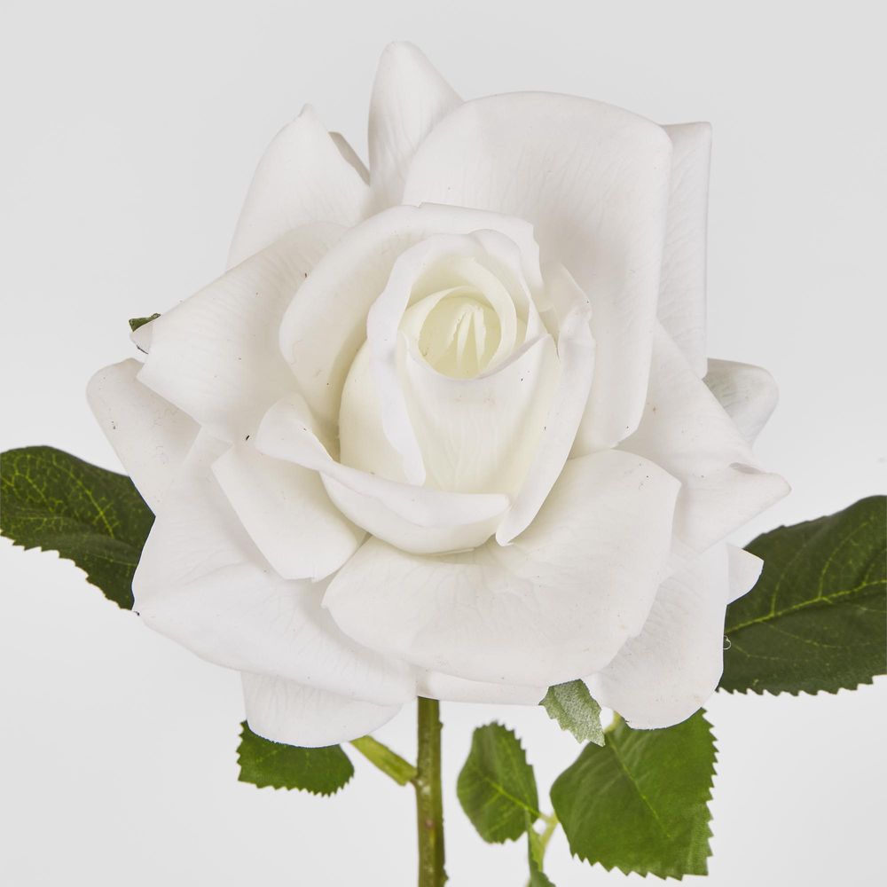 Walter Real Touch Rose Stem Ivory 61Cm