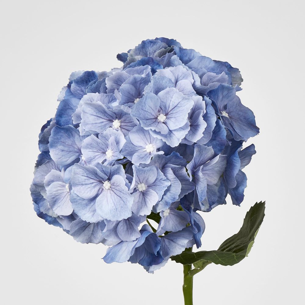 Susan Hydrangea Soft Touch Blue 52Cm