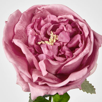 Dianna Real Touch Rose Steam Autumn Pink 60Cm