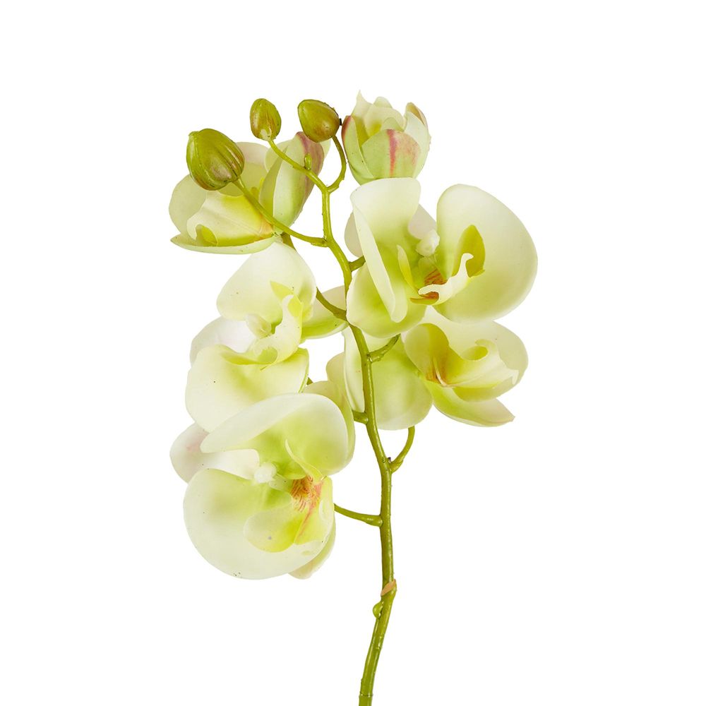 Moth Orchid Stem 50cm Green