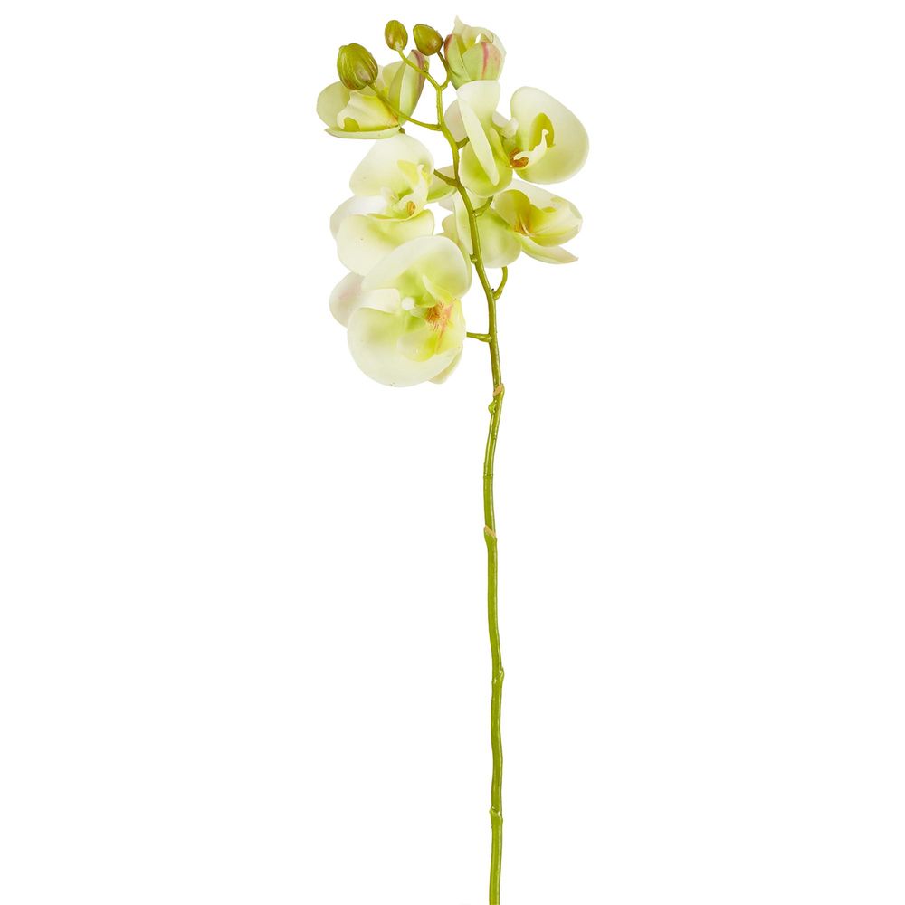 Moth Orchid Stem 50cm Green